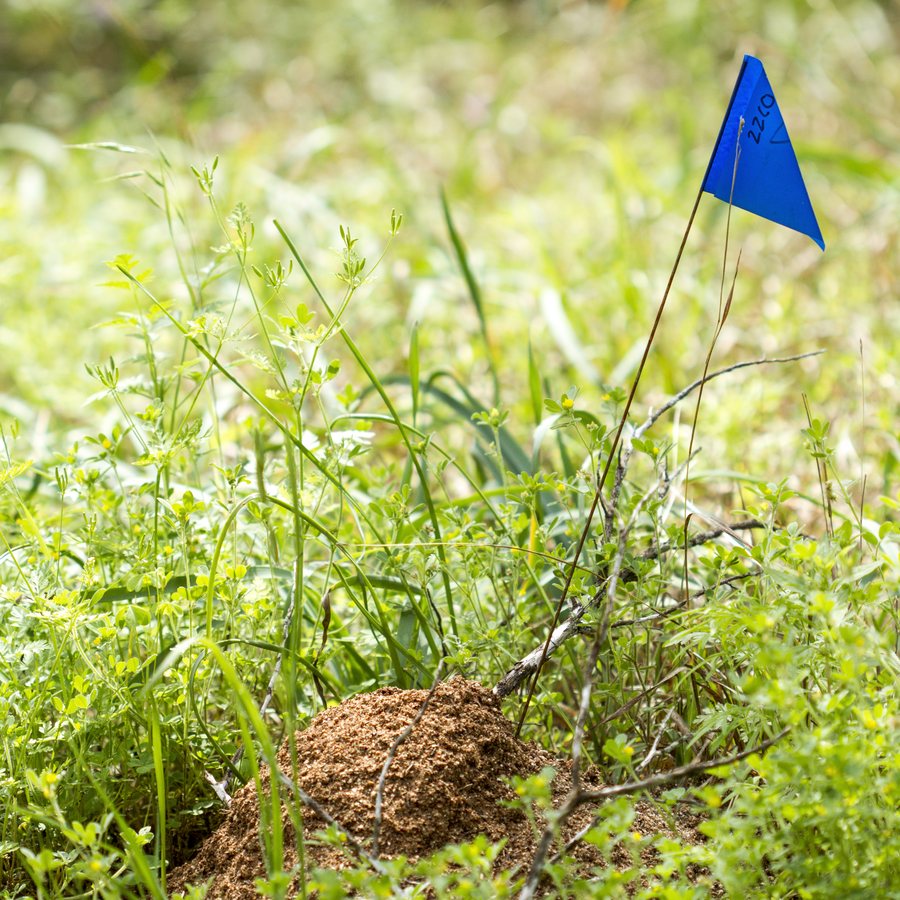 Red imported fire ant mound, the kind that erupts across Lancaster yards after rain