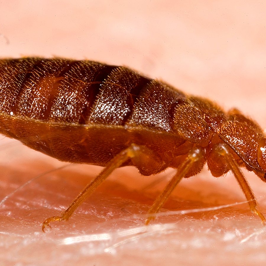 Adult bed bug, the hitchhiking pest found in Lancaster mattress seams