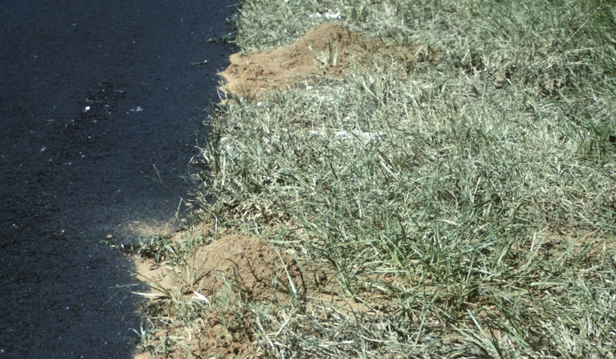 Red imported fire ant mounds alongside open ground in North Texas