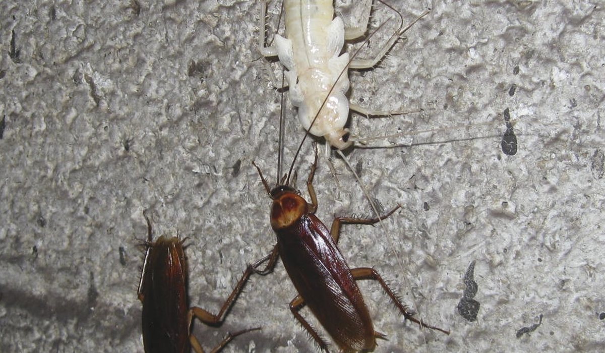 American cockroach, the large reddish-brown roach Texans call a waterbug
