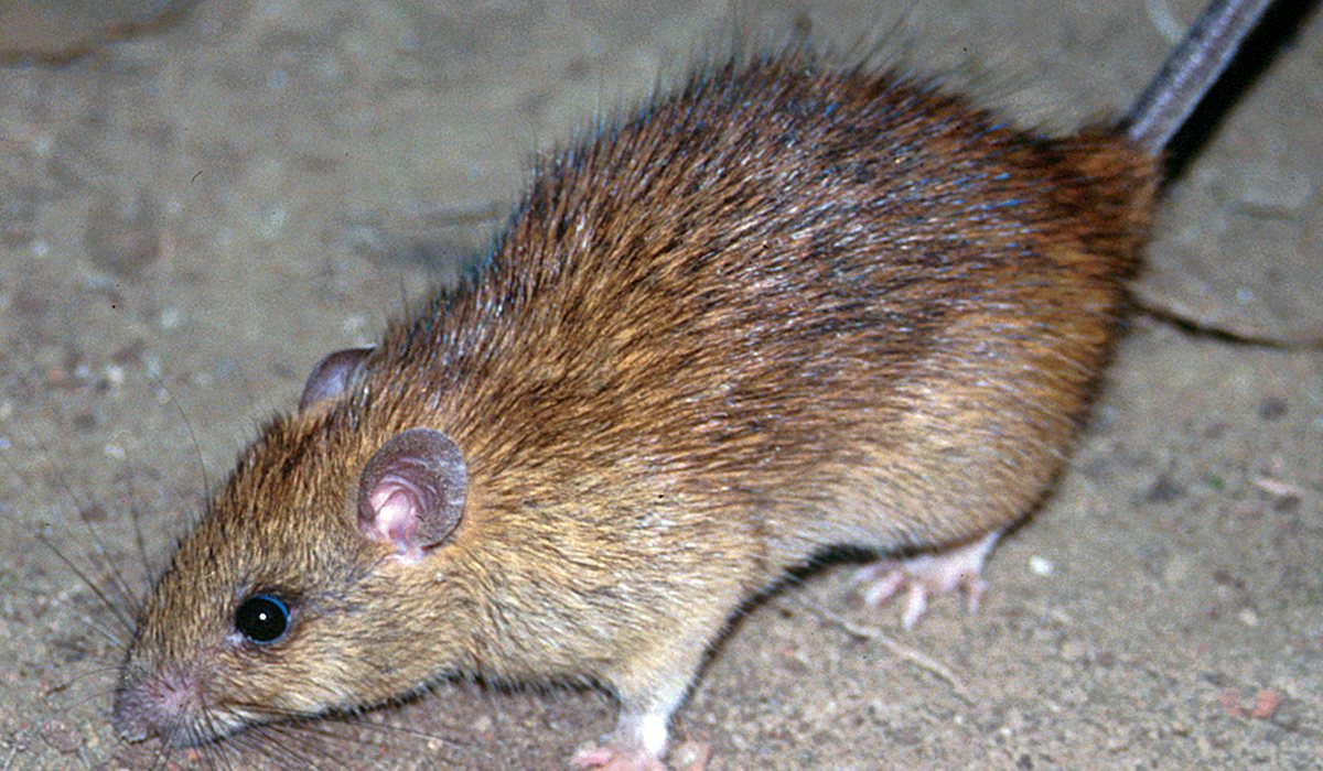 Black rat, also called the roof rat, the climbing rat found across North Texas