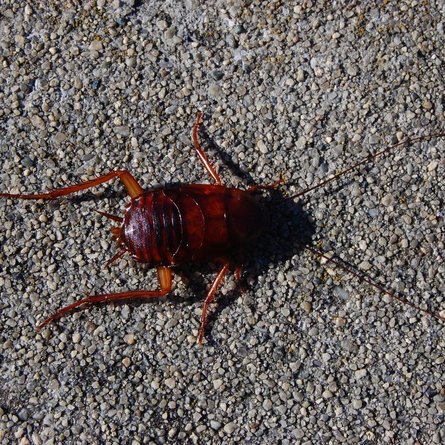 American cockroach, the large reddish-brown roach that comes up Lancaster drains