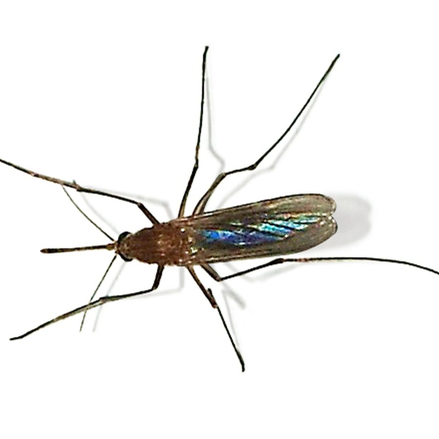 Culex mosquito, the species behind West Nile virus in Dallas County