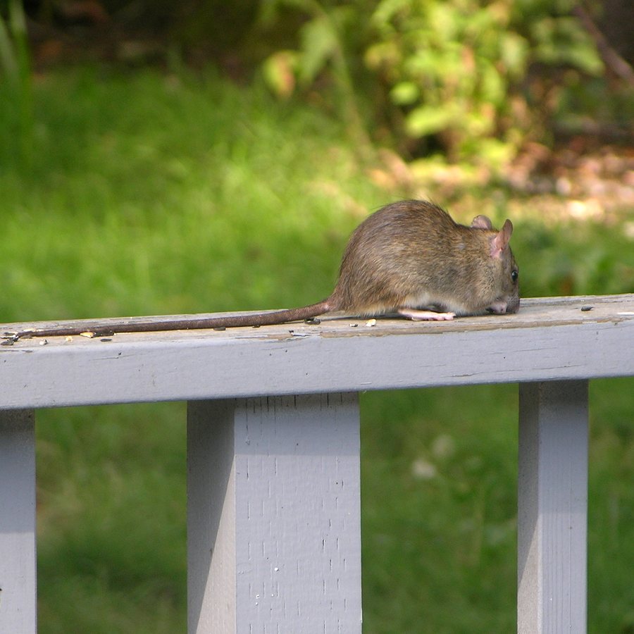 Roof rat, the climbing rat that gets into Lancaster attics