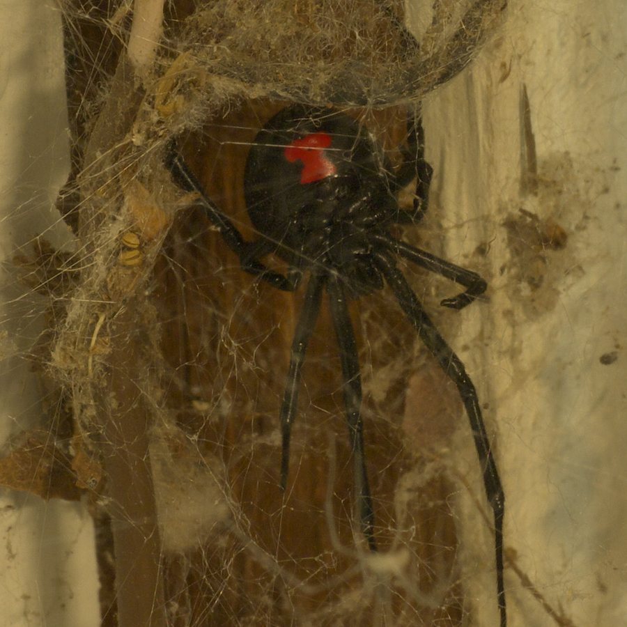 Black widow spider, found in Lancaster garages, meter boxes, and stacked material