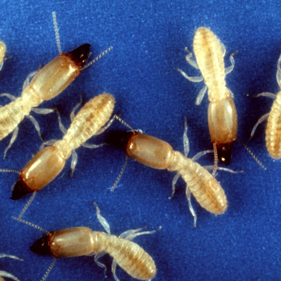 Eastern subterranean termites (Reticulitermes flavipes), the termite behind Lancaster slab damage