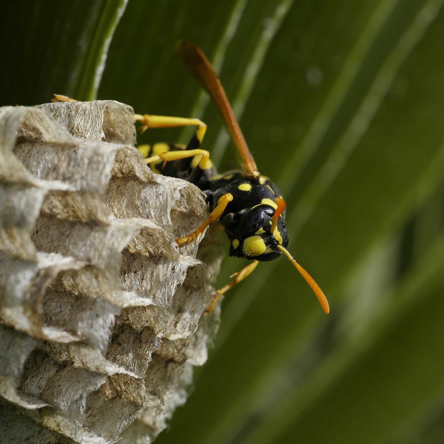 Paper wasp nest of the type built under Lancaster eaves and porch ceilings